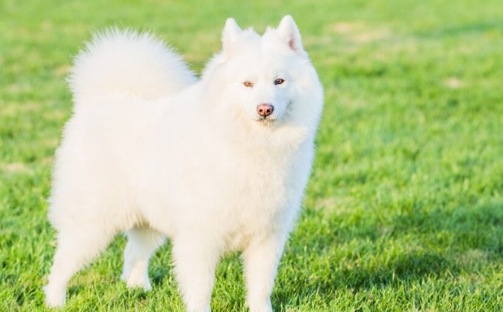 The Origin and History of the Indian Spitz Breed 