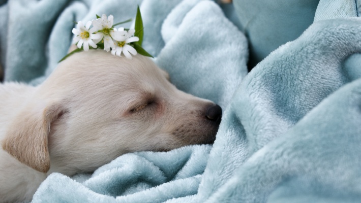 Tips On Creating a Proper Sleep Schedule for Puppies 