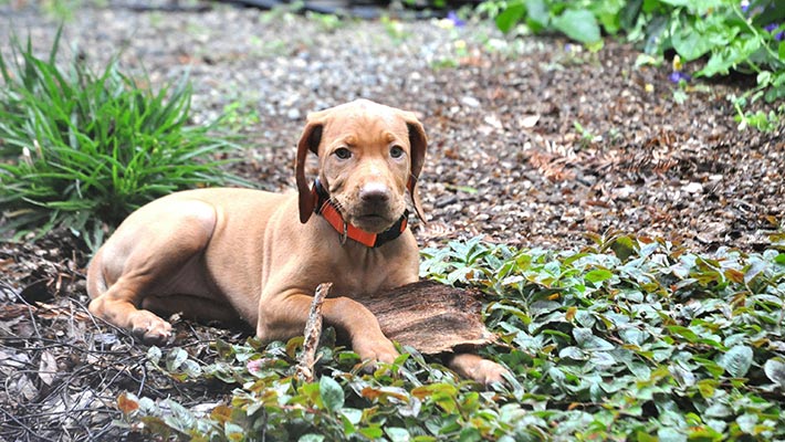 Vizsla