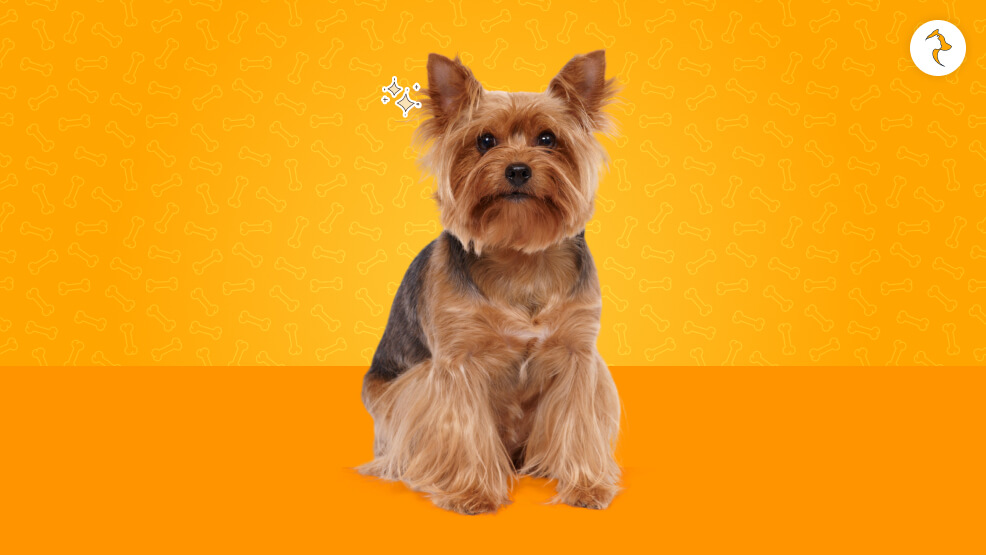 Yorkshire Terrier