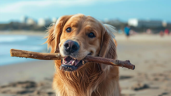 best bones for your dogs