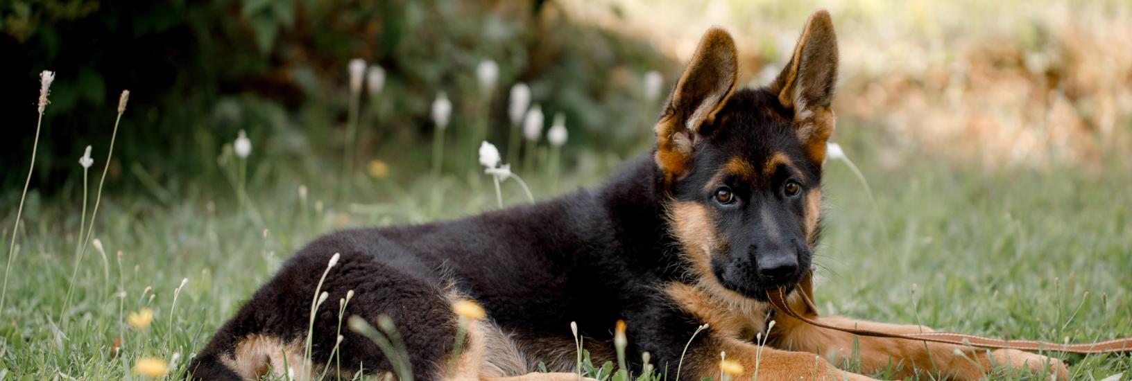 German Shepherd arthritis