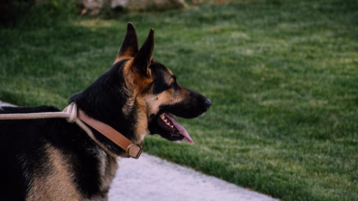 Health Issues - When do German Shepherds Stop Growing