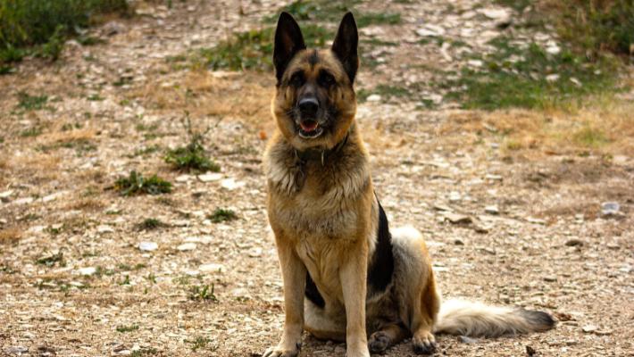 Key features of the German Shepherd