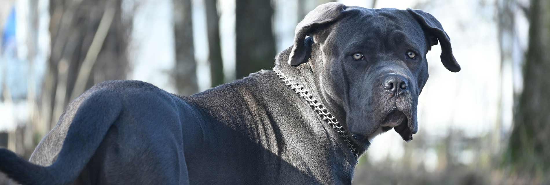 All About the Mighty Neapolitan Mastiff