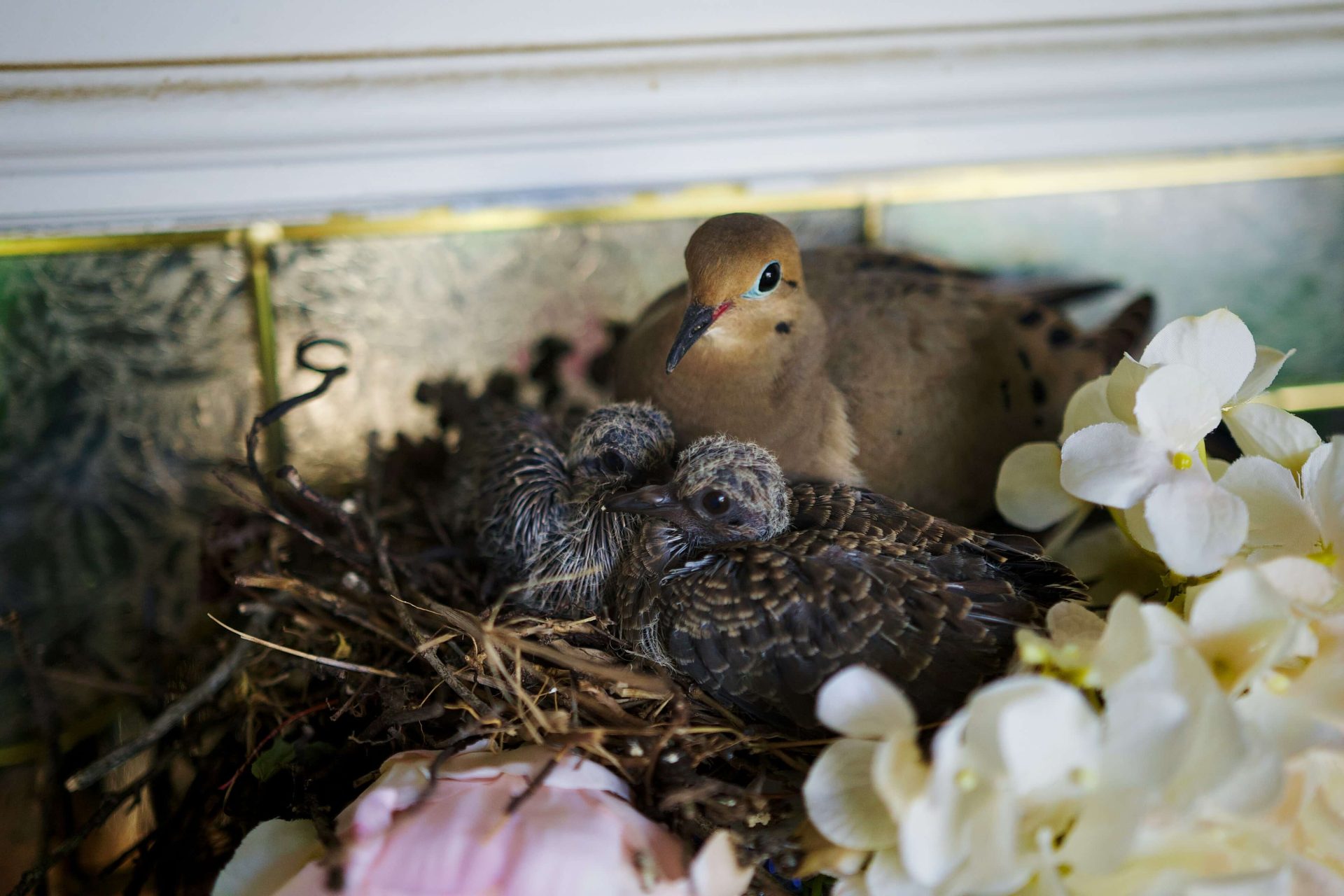 Pigeon Nesting