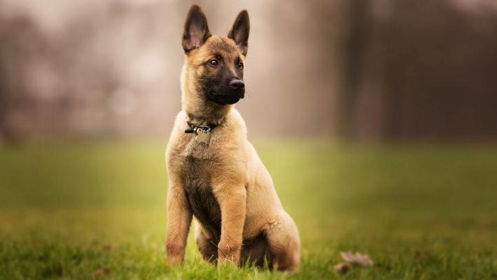 When Do German Shepherds Generally Stop Growing? 