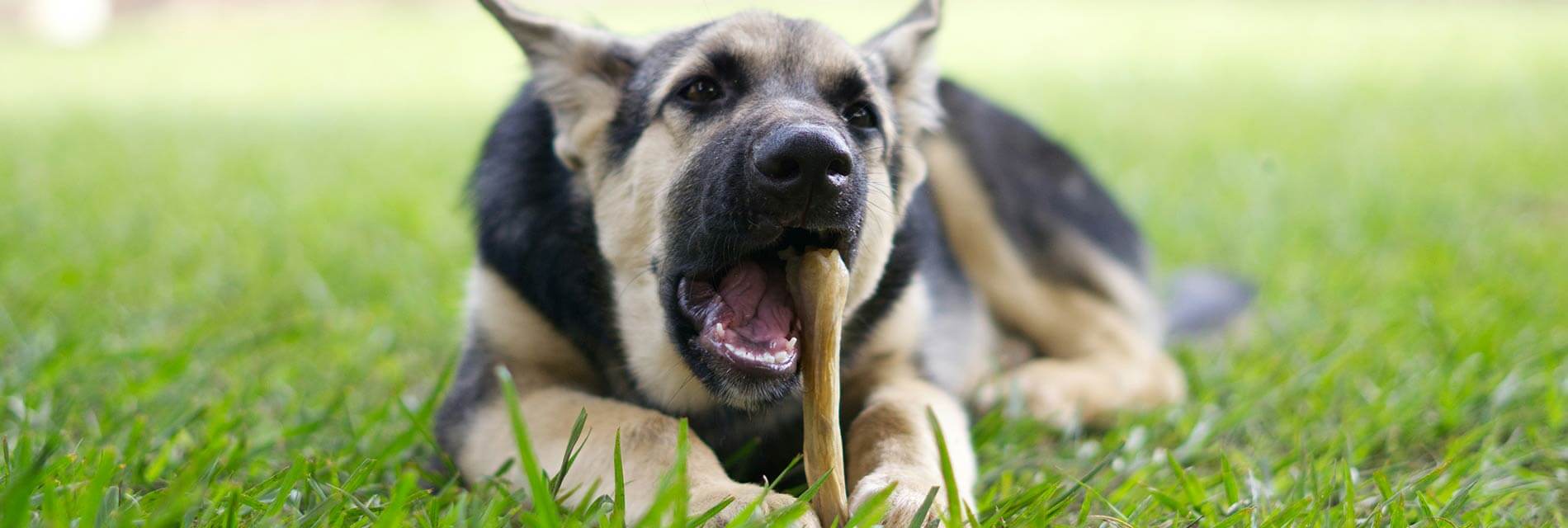 best bones for German shepherd