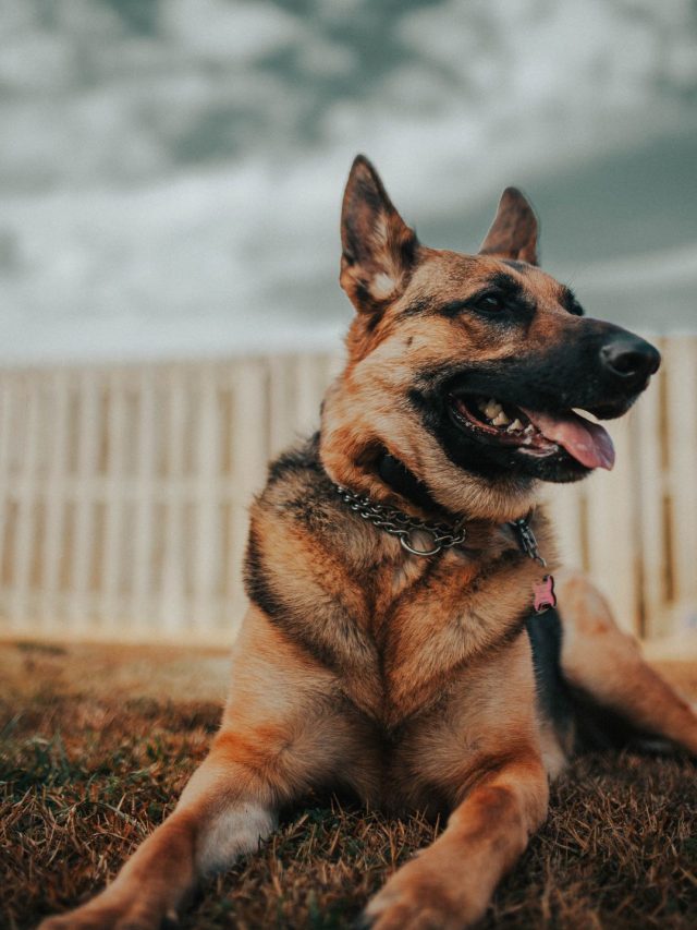 German Shepherd Arthritis What You Must Know ThePetsMagazine