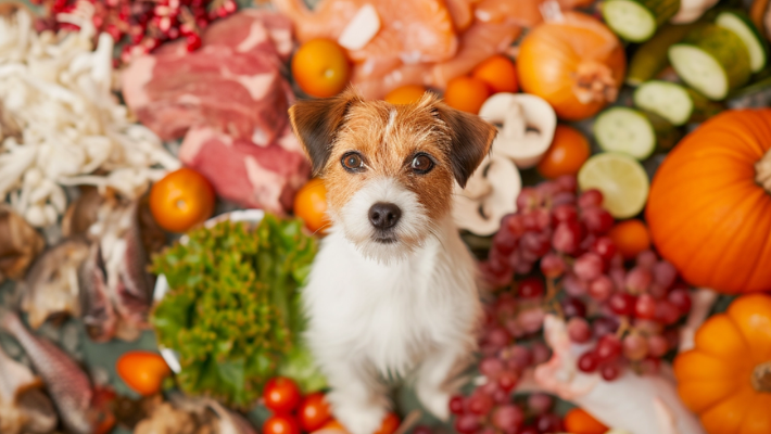 Benefits of feeding fruits to dogs