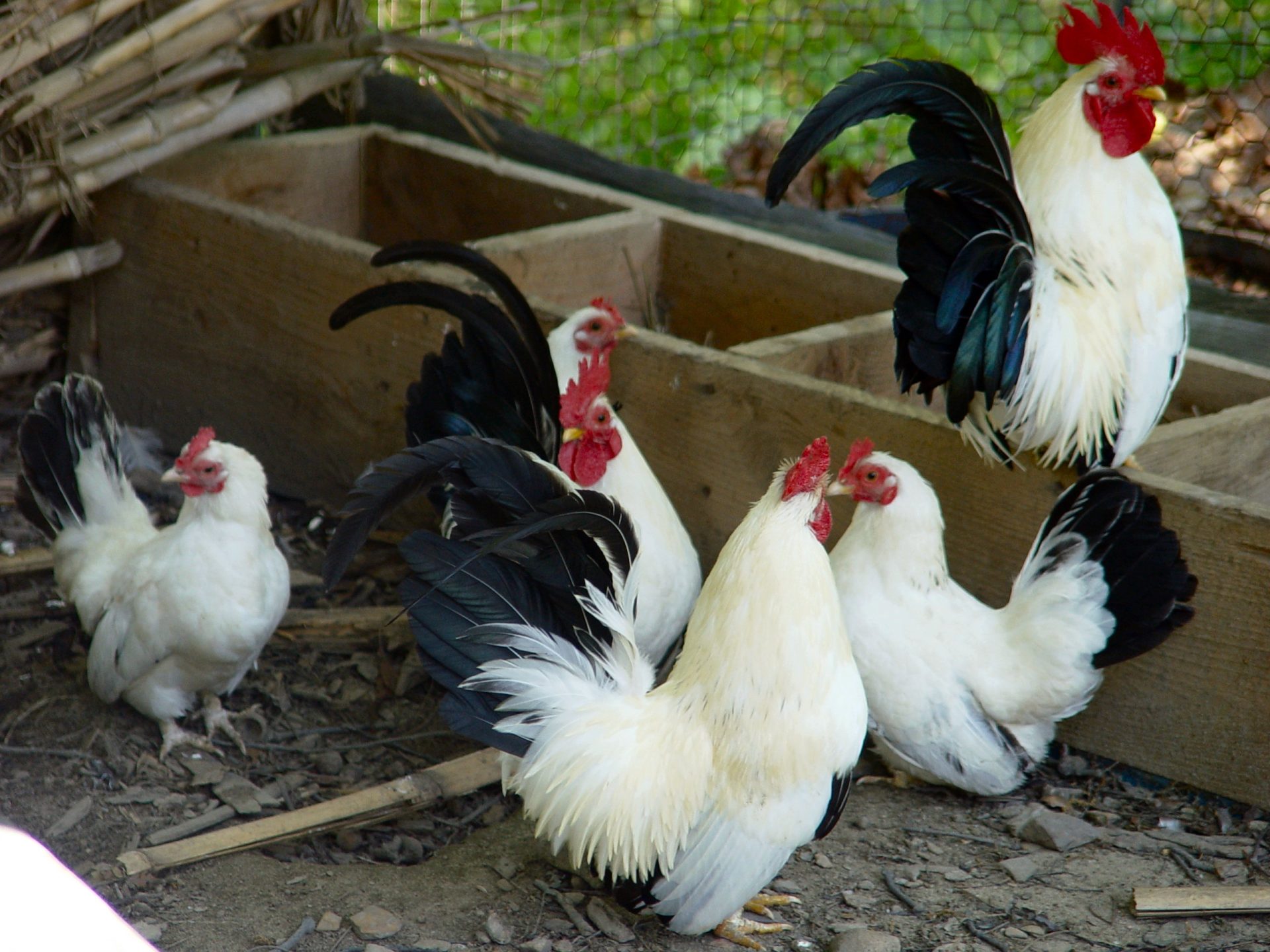 Coop Care 101: How To Raise Happy And Healthy Backyard Chickens