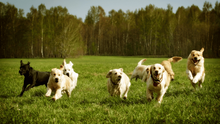 Exercise and activity requirements of Golden Retrievers- Picture showcasing many Golden Retrievers engaged in physical activity, highlighting their energetic needs and exercise requirements.