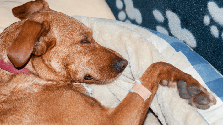 crusty scab on a dog