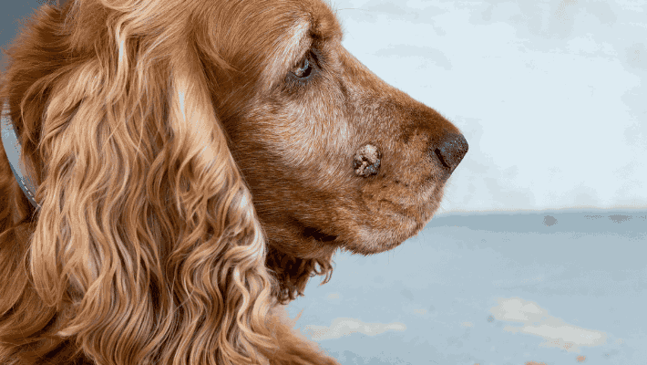 How to detect a cancer lump on your dog