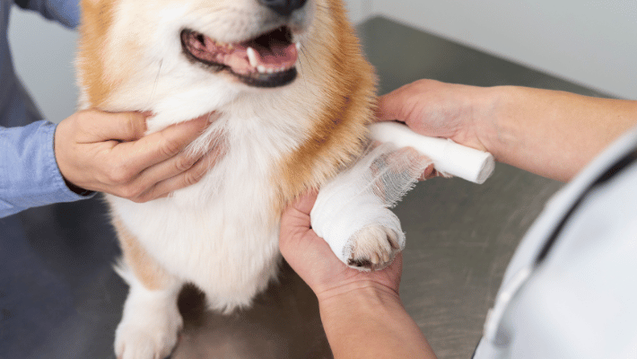 Proper wound care for your dog