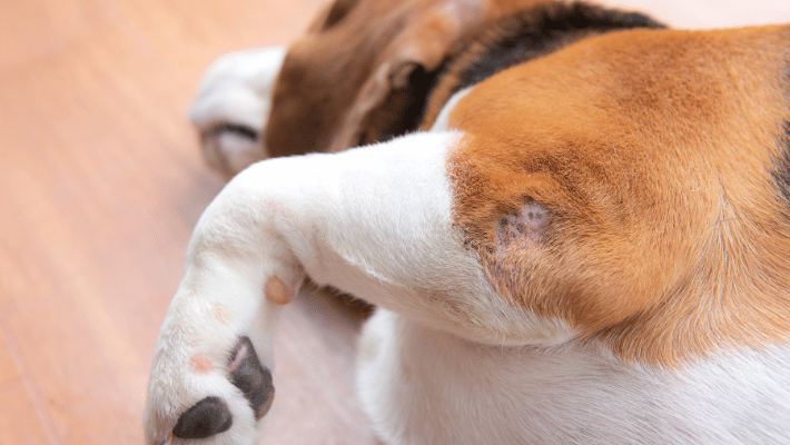  skin infections in dog