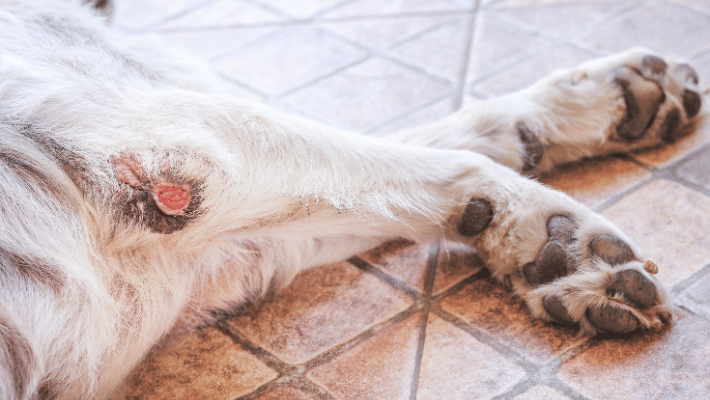 treatment approach for a crusty scab on your dog