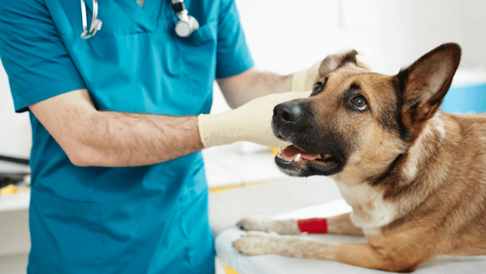 Preventing Crusty Scabs on Dogs