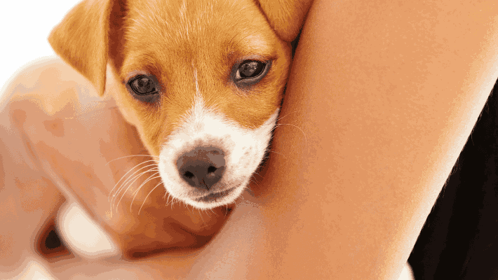 skin cancer lump on dog