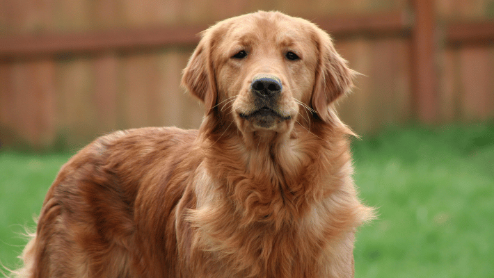 Temperament and personality traits of Golden Retrievers- Golden Retriever with a friendly, gentle demeanor, known for intelligence, loyalty, and playful energy.