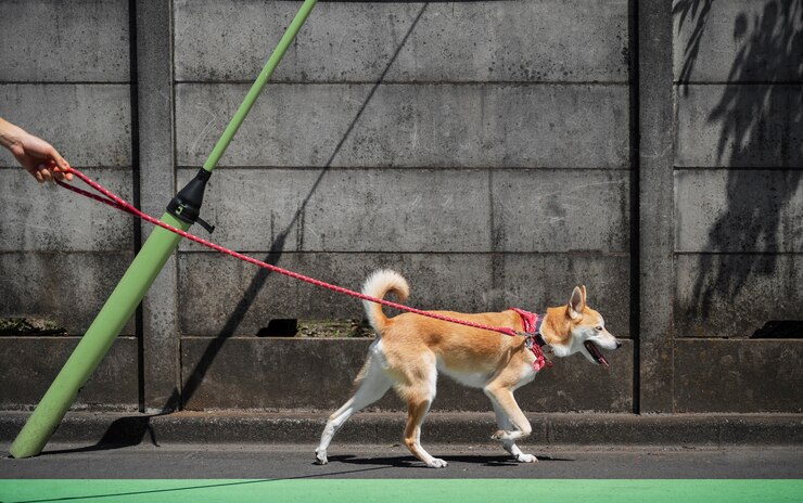 Training Reactive Dogs