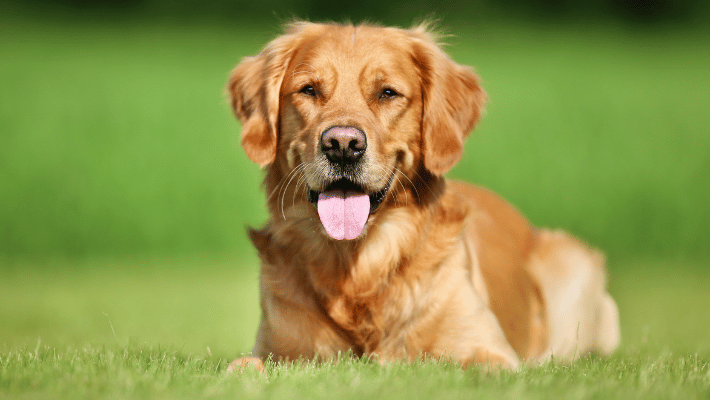 Training and obedience of Golden Retrievers- Golden Retrievers engaged in obedient training exercises with attentive focus and eagerness to learn.