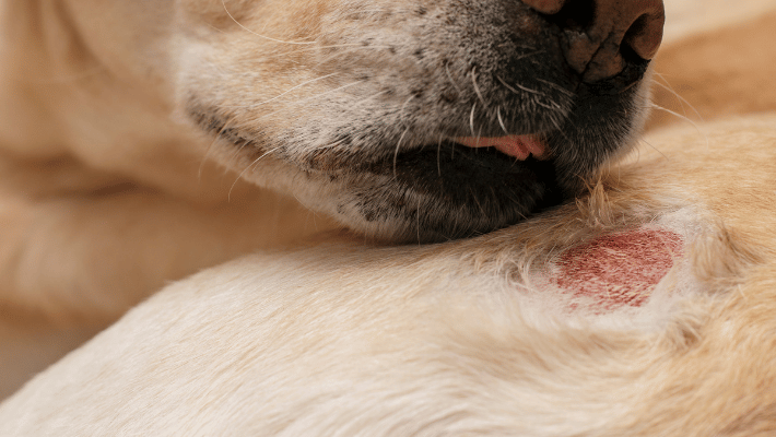 crusty scab on a dog's skin