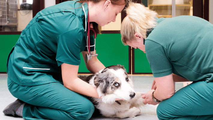 crusty scab is a symptom of an underlying condition in dogs