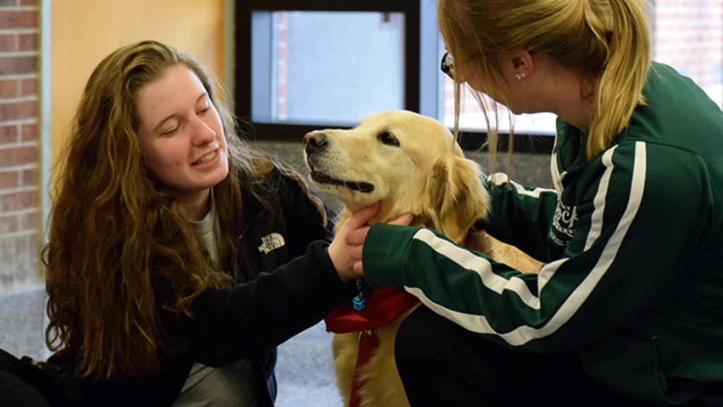 What Is an Assistance Dog?