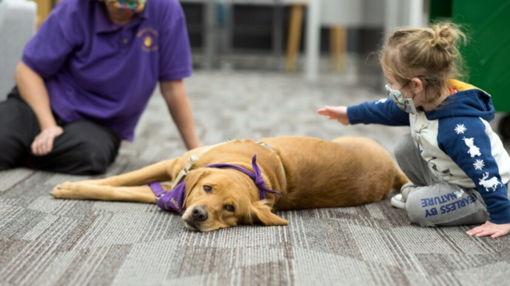 How Does A Certified Therapy Dog Work?