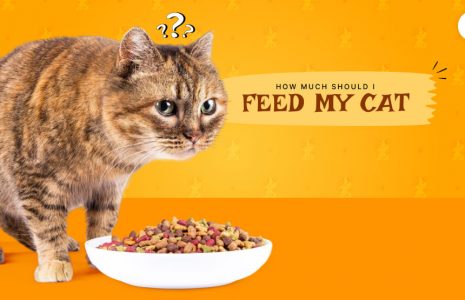 Feed Cat