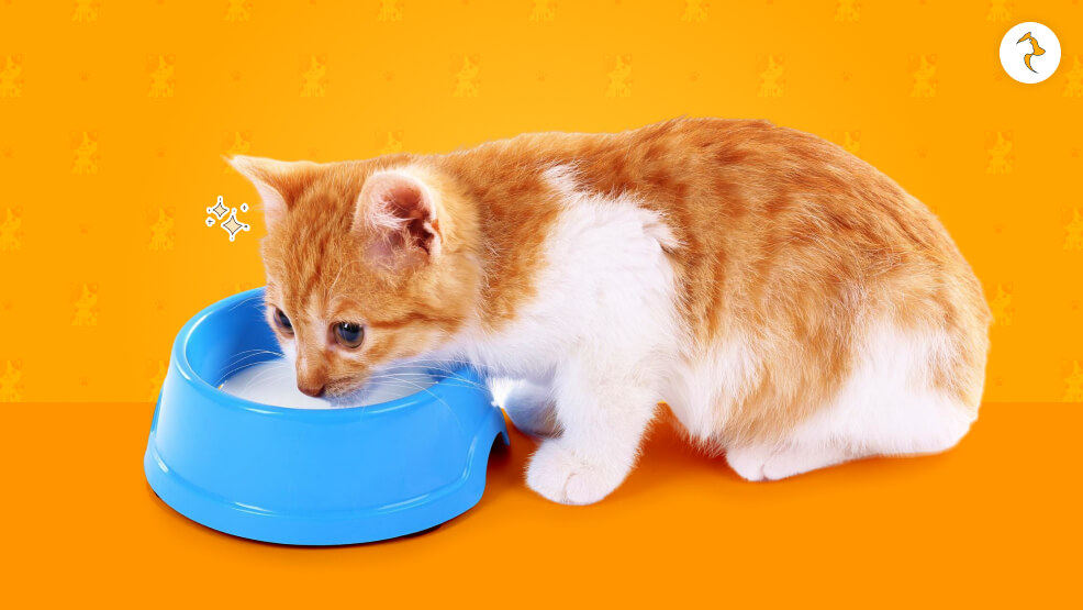 Feeding Guidelines for Kittens