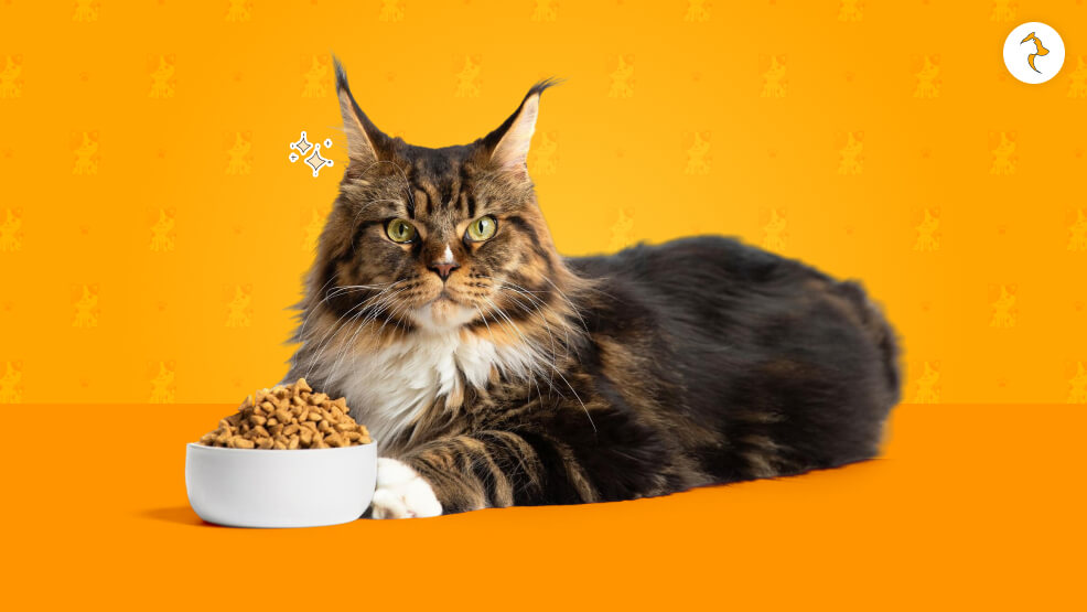 Feeding Guidelines for Senior Cats