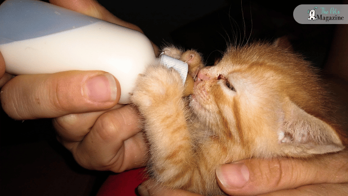 Feeding guidelines for kittens