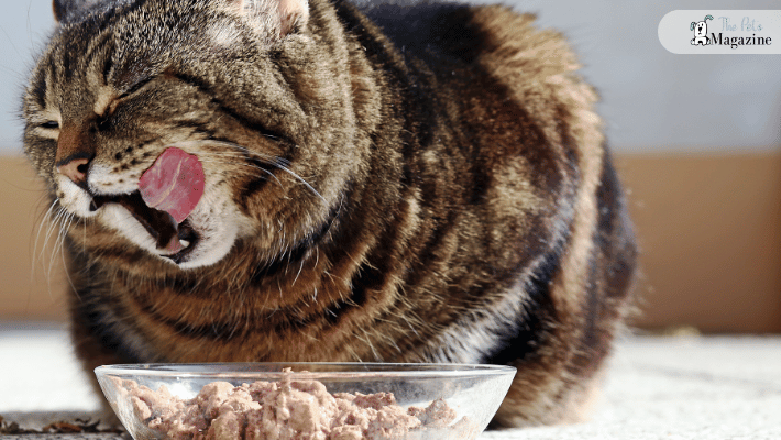 Pros and Cons of Homemade Cat Food