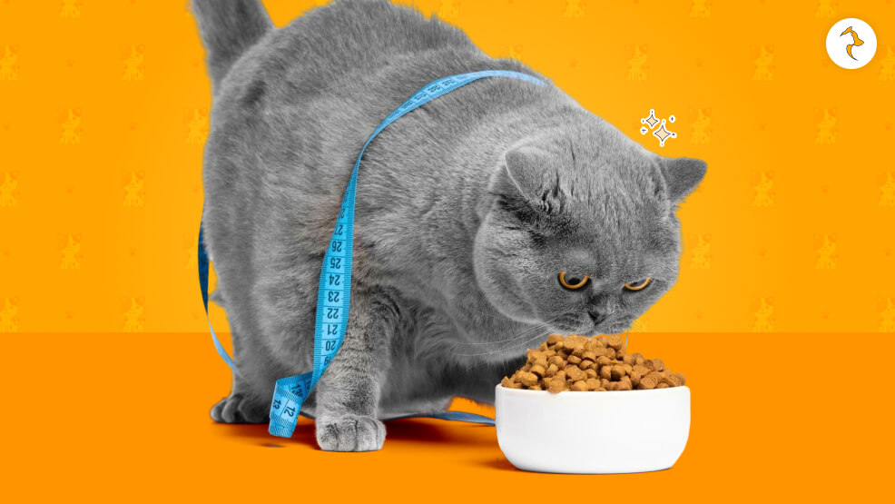 The Importance of Portion Control for Weight Management