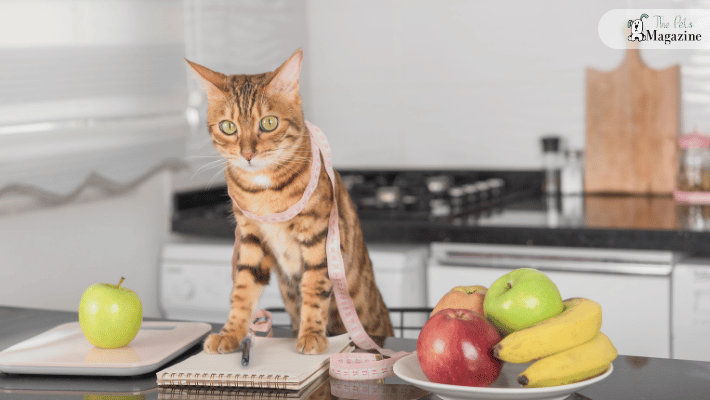 The Importance of Portion Control for weight management in cats