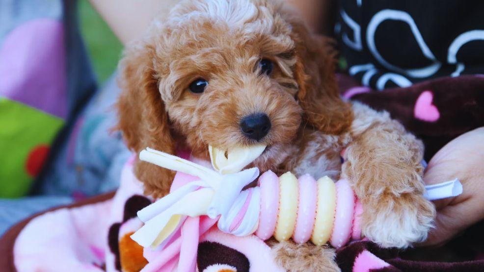 A Look At Micro Goldendoodle