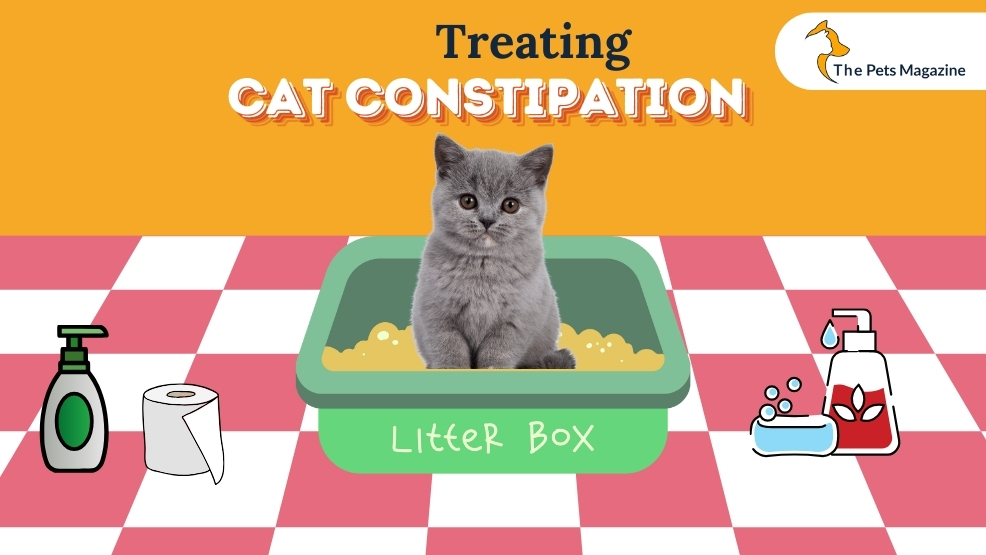 Cat Constipation