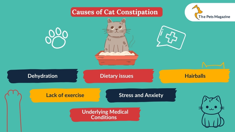 Causes of cat constipation