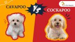 Cavapoo vs Cockapoo: A Detailed Comparison for Dog Lovers