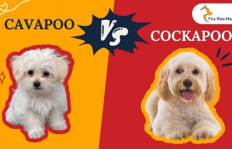 Cavapoo vs Cockapoo