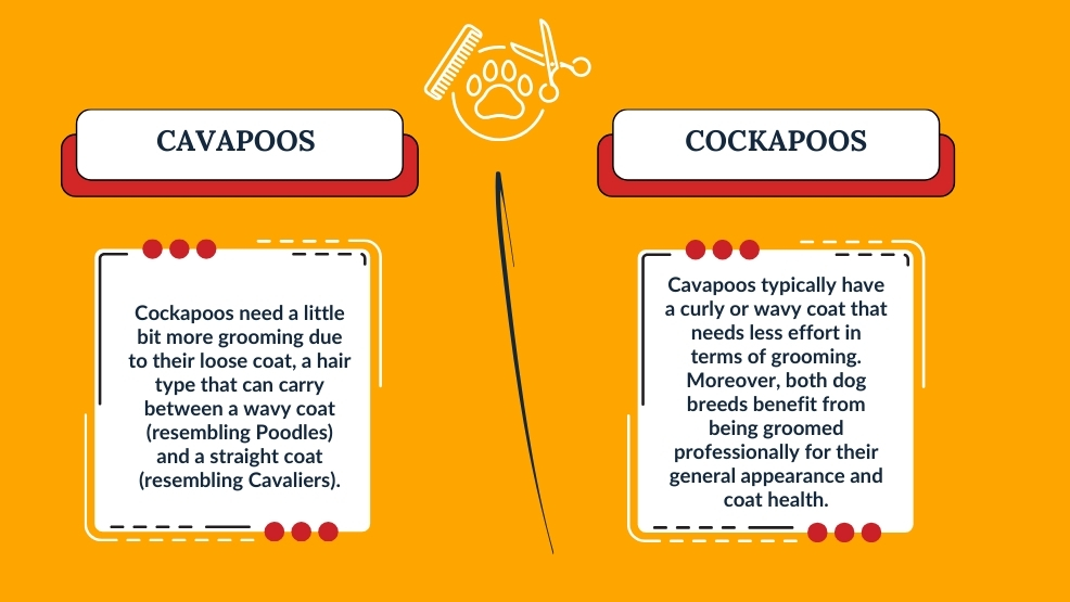 Cavapoo vs Cockapoo Grooming And Maintenance