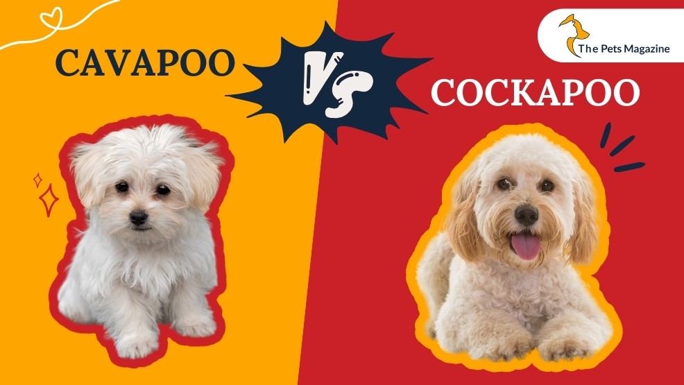 Cavapoo vs Cockapoo