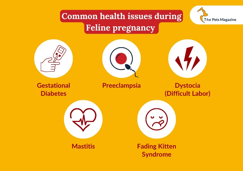 Common health issues during feline pregnancy