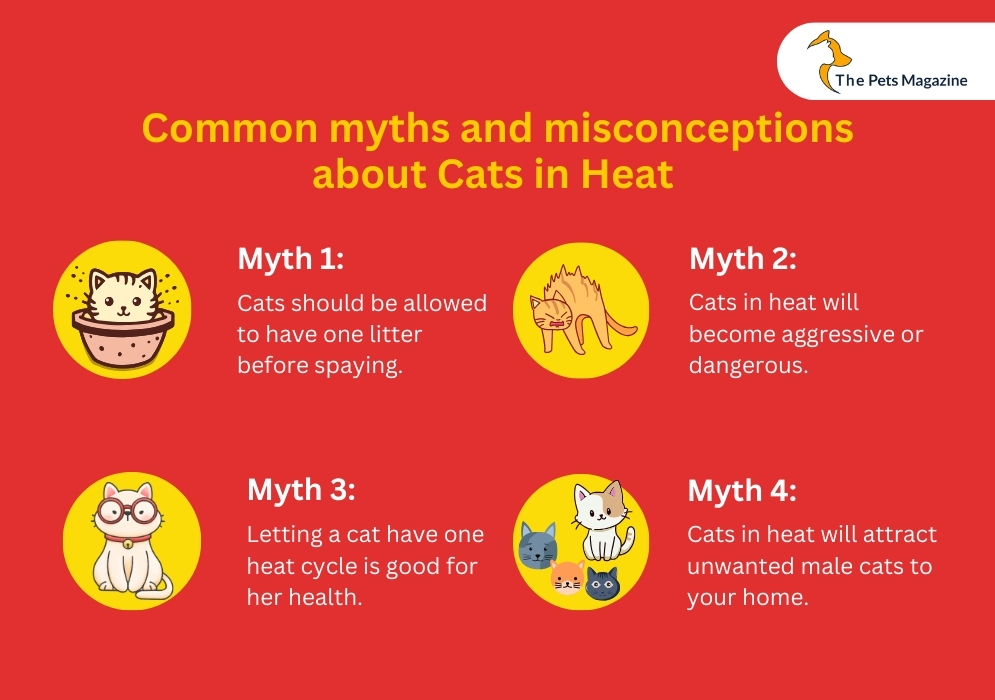 Common myths and misconceptions about cats in heat