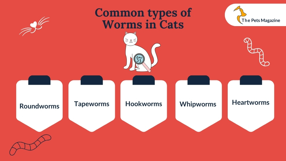 Common types of worms in cats