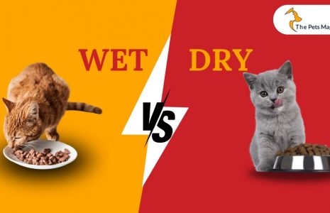 Difference Between Wet Vs. Dry Cat Food