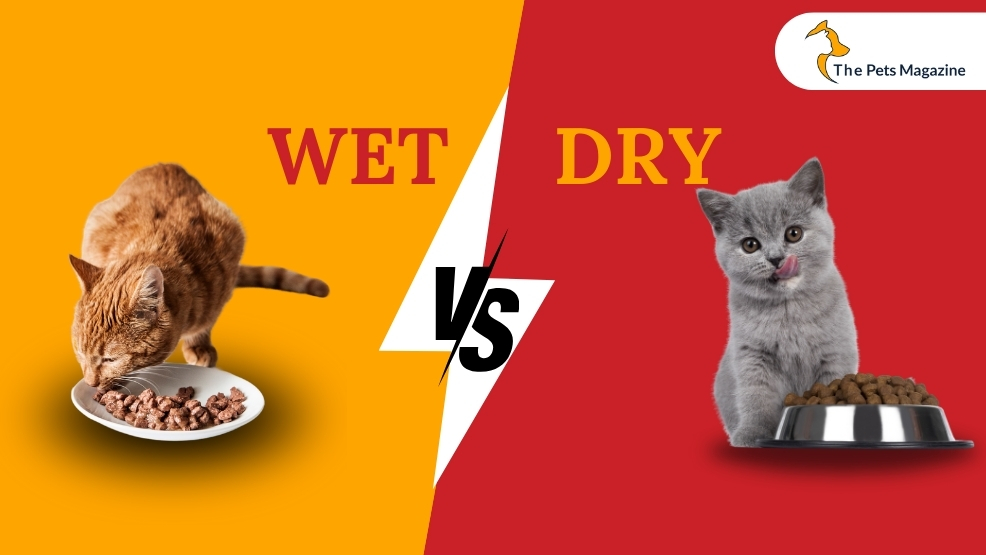 Difference Between Wet Vs. Dry Cat Food