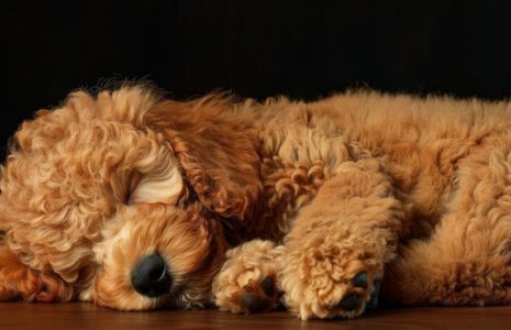 Full-Grown Micro Goldendoodles